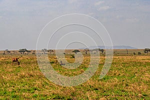 Coke\'s hartebeest (Alcelaphus buselaphus cokii) or kongoni in Serengeti national park in Tanzania, Africa