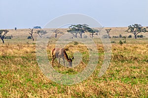 Coke\'s hartebeest (Alcelaphus buselaphus cokii) or kongoni in Serengeti national park in Tanzania, Africa