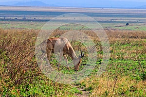 Coke's hartebeest (Alcelaphus buselaphus cokii) or kongoni in Serengeti national park in Tanzania, Africa