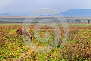 Coke's hartebeest (Alcelaphus buselaphus cokii) or kongoni in Serengeti national park in Tanzania, Africa