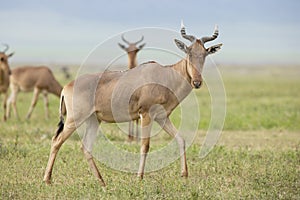 Coke's Hartebeest (Alcelaphus buselaphus cokii) in Tanzania photo