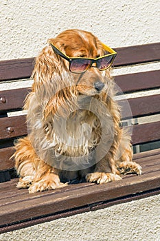 Coker spaniel with sunglasses