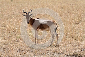 Cokes Hartebeest, Alcelaphus buselaphus cokii