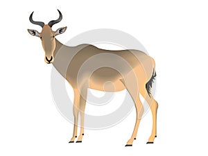 Cokes Hartebeest, Alcelaphus buselaphus cokii photo