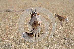 Cokes Hartebeest, Alcelaphus buselaphus cokii photo