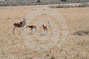 Cokes Hartebeest, Alcelaphus buselaphus cokii photo