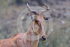 Cokes Hartebeest Head Portrait