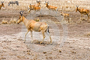 Cokes Hartebeest photo