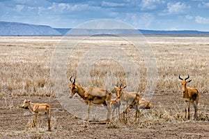 Cokes Hartebeest photo