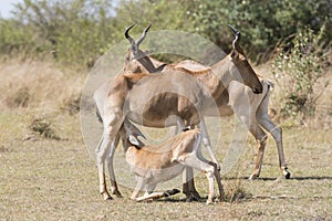 Cokes Hartebeest photo