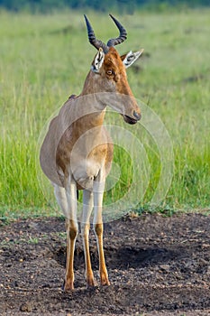 Cokes Hartebeest, Masai Mara, Kenya photo