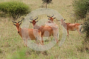 Cokes hartebeest in natural habitat, Nairobi National Park, Kenya photo