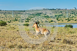 Cokes Hartebeest, Running Nairobi National Park, Kenya photo