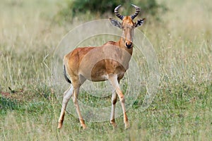 Cokes Hartebeest In Savanna Of Kenya photo