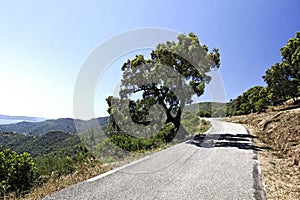 Col du Canadel, Maures Massif at the French Riviera, Southern France