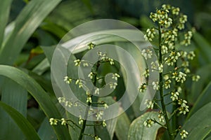 Cola De Paloma plant in a garden.Xiphidium caeruleum