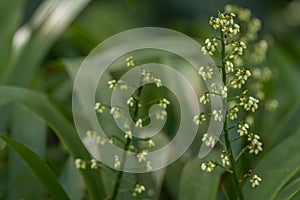 Cola De Paloma plant in a garden.Xiphidium caeruleum