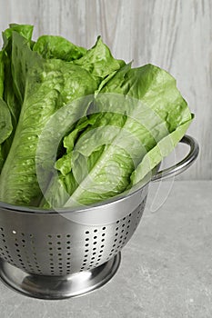 Colander with fresh green romaine lettuces on light grey table