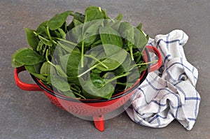 Colander of fresh spinach