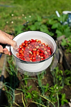 Colander with fresh strawberries and water drops in male hand, organic eco friendly berry fruit, summer food harvest