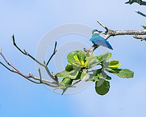 colared kingfiaher, blue winged remains, spreads its wings on a tree branch as the sun turns to scorching