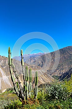 The Colca Canyon