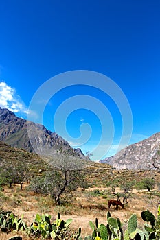 The Colca Canyon