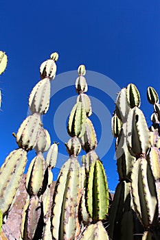 The Colca Canyon