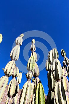 The Colca Canyon cacti