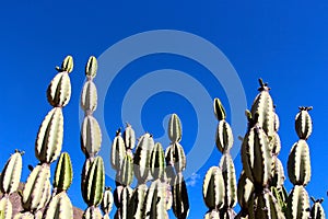 The Colca Canyon cacti