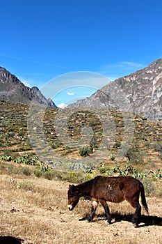 The Colca Canyon donkeys