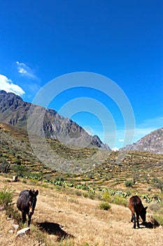 The Colca Canyon donkeys