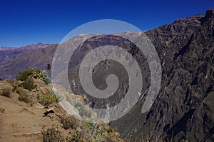 Colca canyon near Cruz Del Condor viewpoint. Arequipa region, Peru,South America