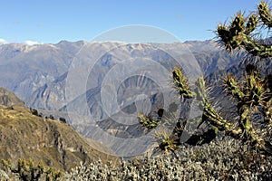 Colca Canyon