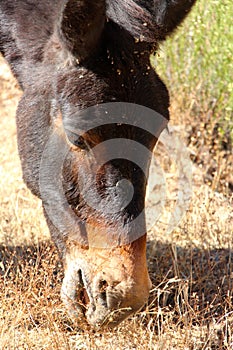 The Colca Canyon working mules