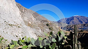 The Colca Valley is a colorful Andean valley. Colca Canyon, Peru