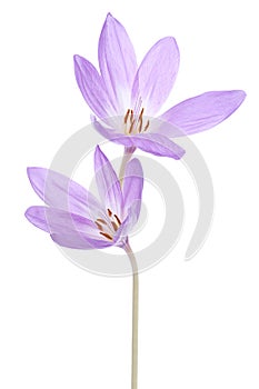 Colchicum