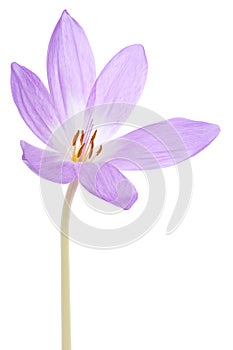 Colchicum