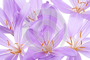 Colchicum