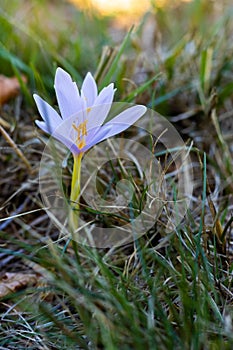 Colchicum alpinum, the alpine autumn crocus, Appennini, Italia photo