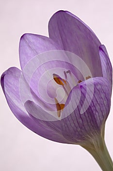 Colchicum - Autumn Crocus