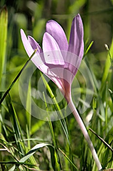 Colchicum; Autumn crocus in a Swiss meadow