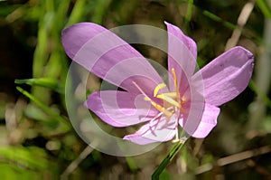 Colchicum; Autumn crocus in a Swiss meadow