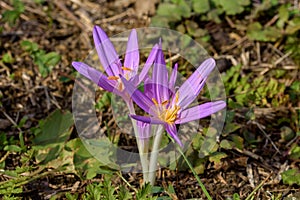 Colchicum autumnale