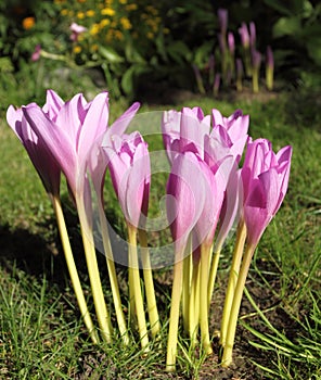 Colchicum autumnale