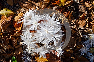 Colchicum autumnale `Alboplenum` in the botany, Poland.