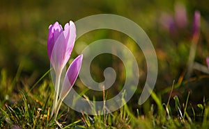 Colchicum autumnale autumn crocus photo