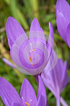 Colchicum autumnale Autumn Crocus photo