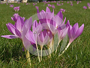 Colchicum autumnale