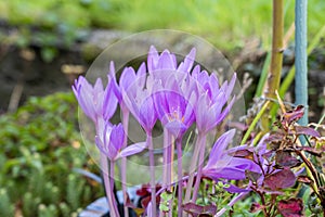 Colchicum autumnale photo